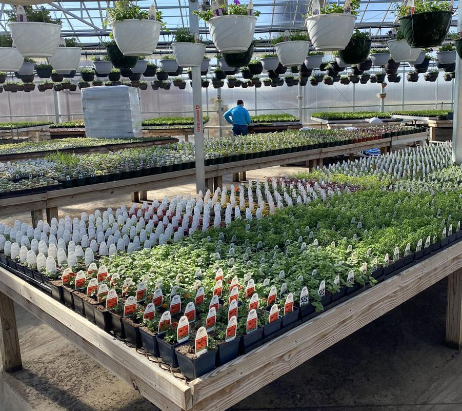 Greenhouses open April 10!