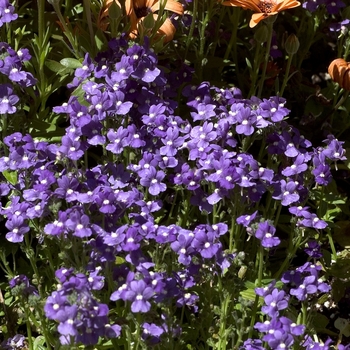 Nemesia - Aromatica&trade; 'Royal Blue'