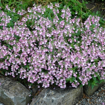 Nemesia - Nemesia
