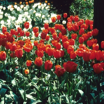 Tulipa - 'Alabaster' Tulip