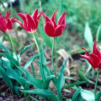 Tulipa - 'Aladdin' Tulip