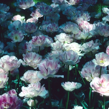 Tulipa - 'Angelique' Tulip