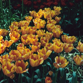 Tulipa - 'Annie Schilder' Tulip