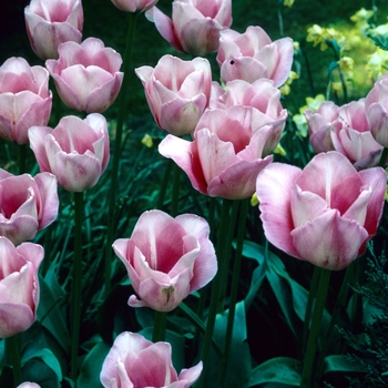 Tulipa - 'Arthur Rubenstein' Tulip