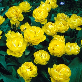 Tulipa - 'Baby Doll' Tulip