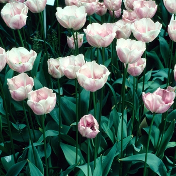 Tulipa - 'Barbara Bush' Tulip