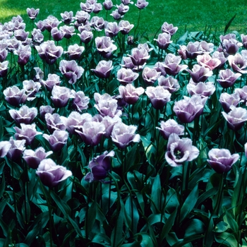 Tulipa - 'Blue Heron' Tulip