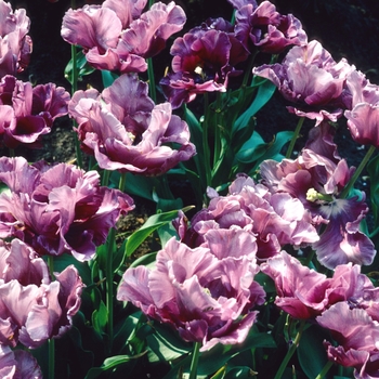 Tulipa - 'Blue Parrot' Tulip