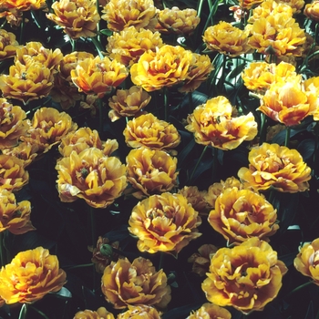 Tulipa - 'Bonanza' Tulip