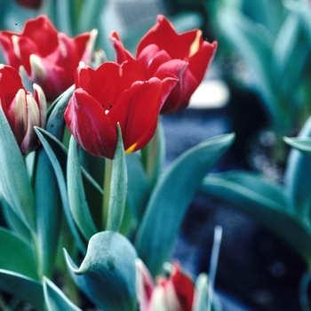 Tulipa - 'Cardinal' Tulip