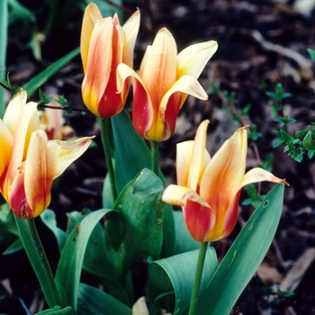 Tulipa - 'Corona' Tulip