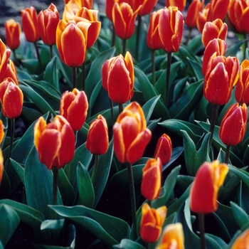 Tulipa - 'Early Harvest' Tulip