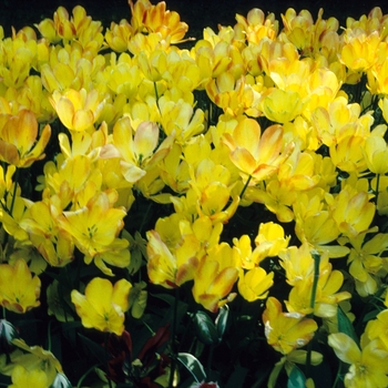 Tulipa - 'Georgette' Tulip