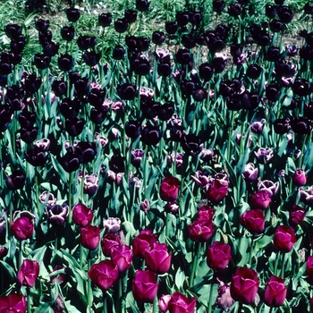 Tulipa - 'Arabian Mystery' Tulip