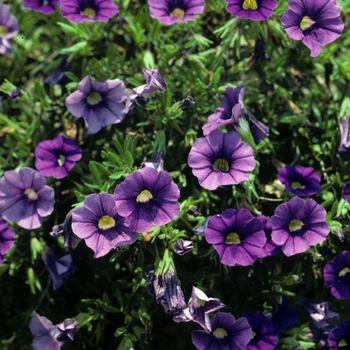 Calibrachoa - BUMBLE BBE BLUE