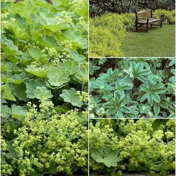 Alchemilla - 'Multiple Varieties' Lady's Mantle
