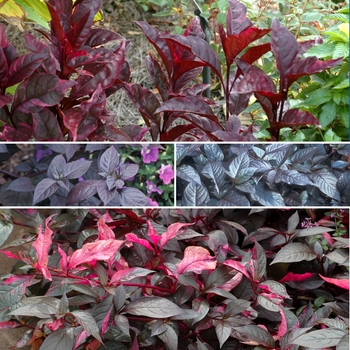 Alternanthera - Assorted