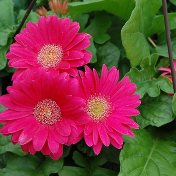 Gerbera - Assorted Flower Bouquets