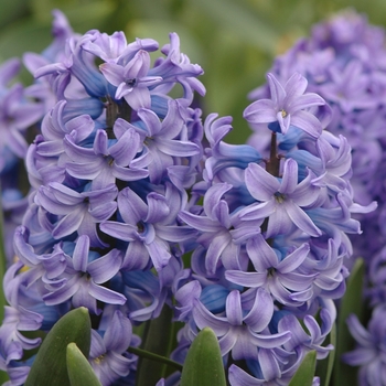 Hyacinthus orientalis - 'Delft Blue' Delft Blue Hyacinth