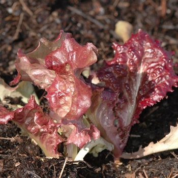 Lactuca sativa - 'New Red Fire' New Red Fire Lettuce