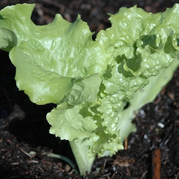 Lactuca sativa - 'Two Star' Two Star Lettuce