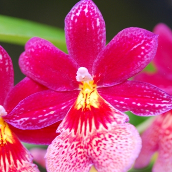 Burrageara (Orchid) - Orchid Single Stem