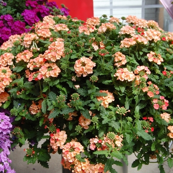 Verbena - Empress ''Peach''