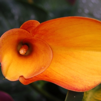 Zantedeschia aethiopica - 'Flame' Callafornia&reg; Flame Calla Lily