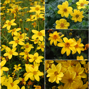 Bidens - 'Multiple Varieties' Aster