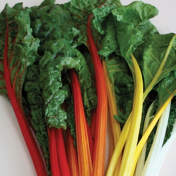 Beta - 'Celebration' Swiss Chard