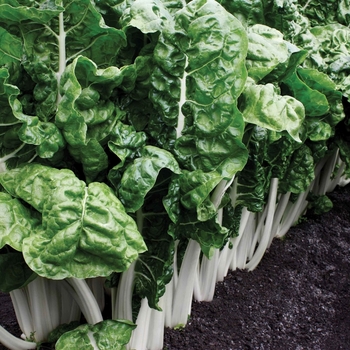 Beta - 'Fordhook Giant' Swiss Chard
