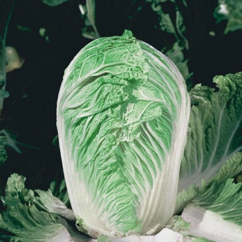 Brassica - 'Cha Cha F1' Chinese Cabbage