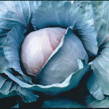 Brassica - 'Red Jewel F1' Cabbage