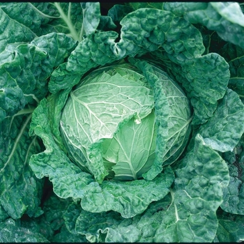 Brassica oleracea var. capitat - 'Savoy King' Cabbage