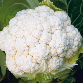 Brassica - 'White Magic F1' Cauliflower
