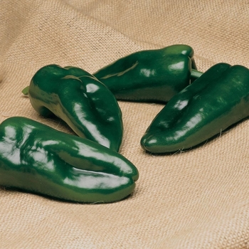 Capsicum annuum - 'Tiburon' Pepper