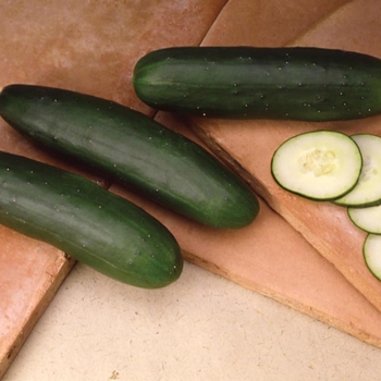 Cucumis sativus - 'Slice More' Cucumber