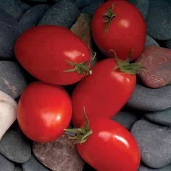 Lycopersicon esculentum - 'Mariana' Tomato