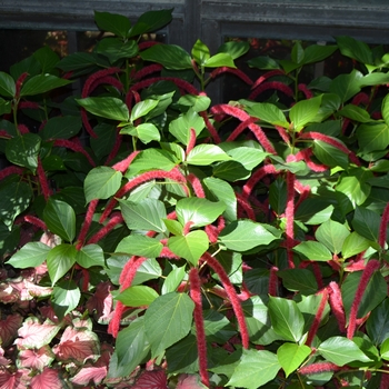 Acalypha hispida - Chenille Plant