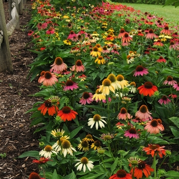 Echinacea - 'Cheyenne Spirit' Coneflower