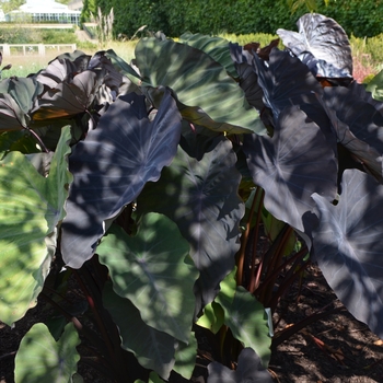 Colocasia esculenta - 'Hawaiian Eye' Elephant's Ear