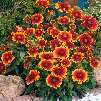 Gaillardia - 'Arizona Sun' Blanket Flower
