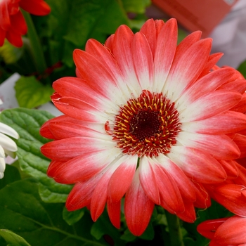 Gerbera jamesonii - 'Floriline&reg; 'Eye Catcher Red'' Gerbera Daisy