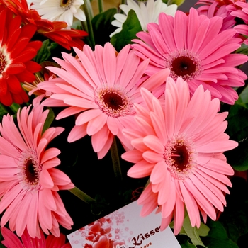 Gerbera jamesonii - 'Floriline&reg; 'Light Pink Black Center'' Gerbera Daisy