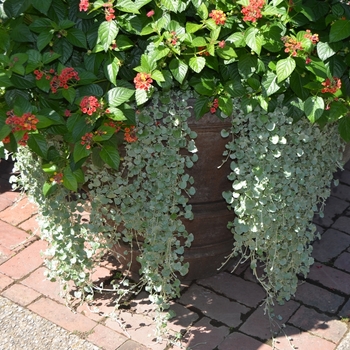Dichondra argentea - 'Silver Falls&trade;'