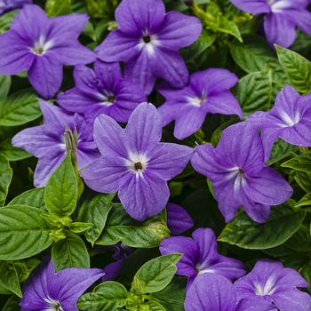 Browallia (Bush Violet) - Endless™ 'Illumination'