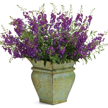 Angelonia angustifolia (Summer Snapdragon) - Angelface® 'Blue'