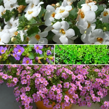 Bacopa monnieri - Bacopa