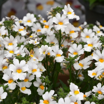 Nemesia - Nessie Plus&trade; 'White'