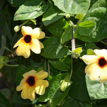 Thunbergia alata (Black-eyed Susan Vine) - Arizona 'Terracotta'